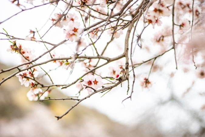 Beautiful branch of almond tree blooming