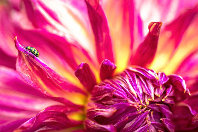 Top view of ladybug on pink yellow dahlia flower