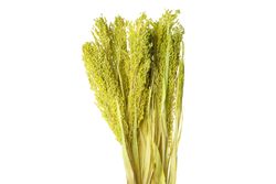 Dried arrangement of flowers in blank studio shoot