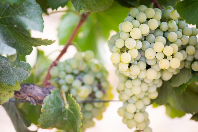 Vineyard with Lush, Ripe Wine Grapes on the Vine Ready for Harvest