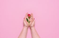 Woman hands holding a red rose on pink background