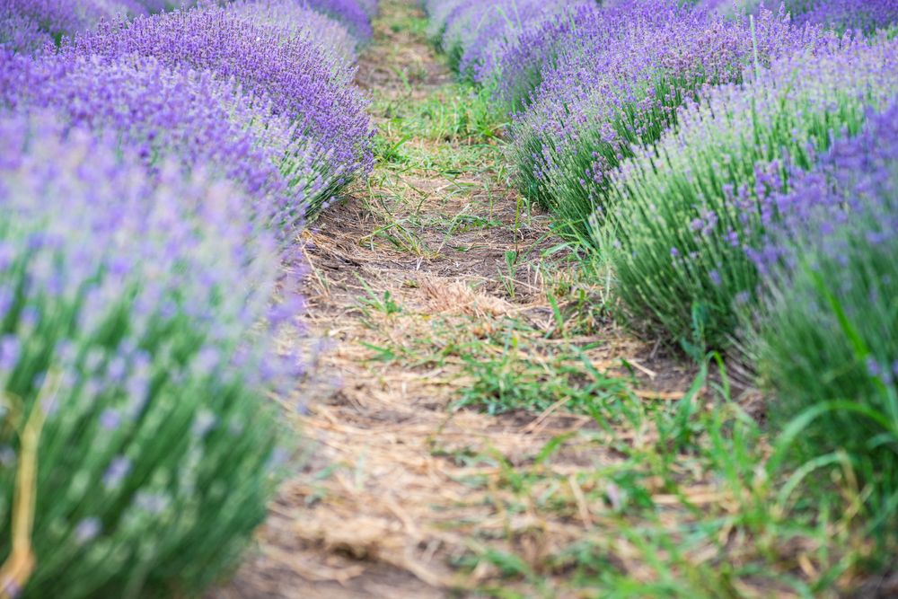 Summer field with flowering lavender