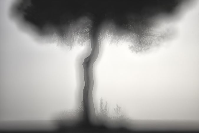 Defocused trees in sunset valley