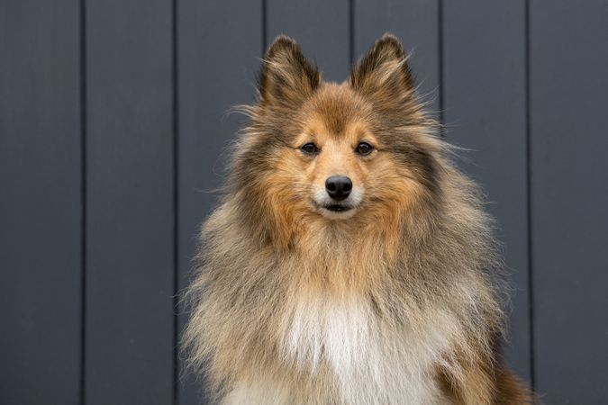 Portrait of a shetland sheepdog outdoors on a wooden planks background