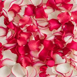 Rose petal texture