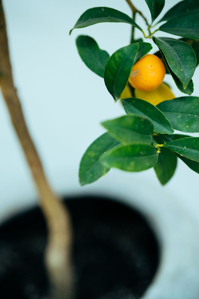 Citrus tree