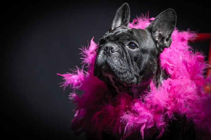 bulldog in pink feather boa