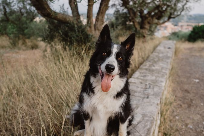 Senior Border Collie sitting on road against blurred dry grass