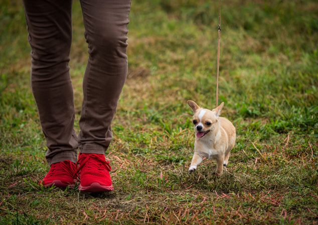 Beautiful dogs at an outdoor dog show.