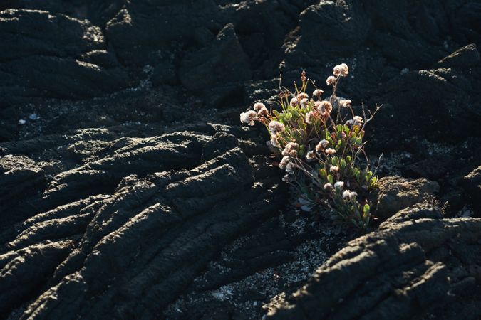 Small plant growing in rock