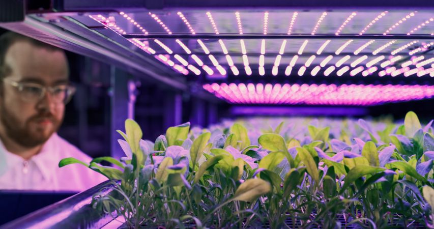 Hydroponics Engineer Inspecting and Analyzing Crops Growing Potential Before Selling. Portrait of a Vertical Farm Technical Specialist Working in a Facility with Ultraviolet LED Lights