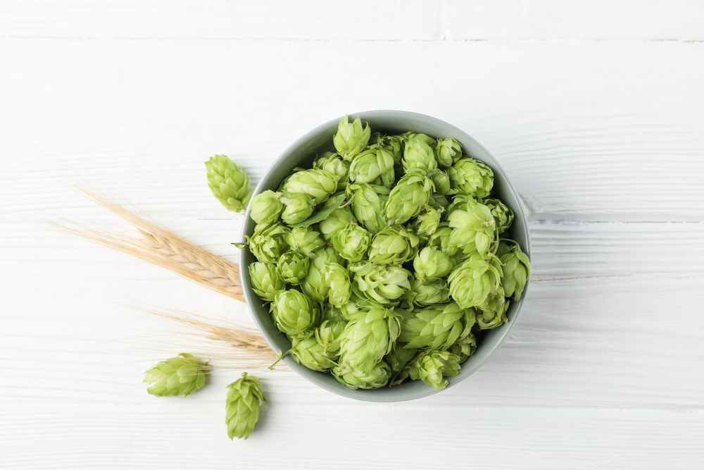 Bowl with hop and spikelets on wooden background, space for text