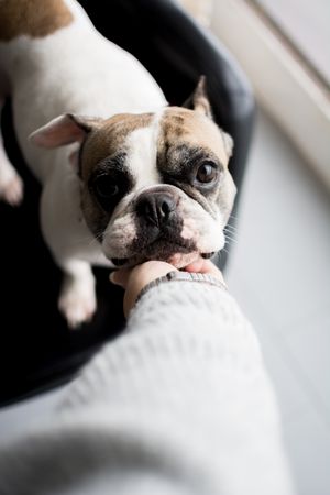 Hand playing with cute dog at home