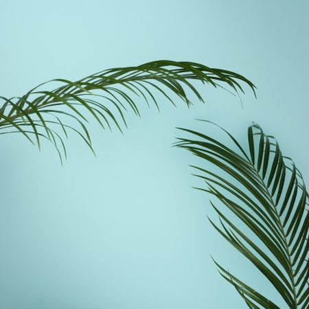 Tropical green leaves on baby blue background