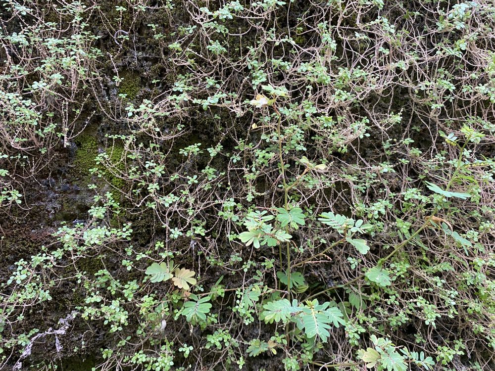 plants growing on old walls