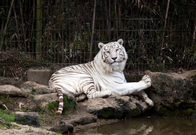 Siberian tiger sitting on rocks in enclosure of Montgomery Zoo