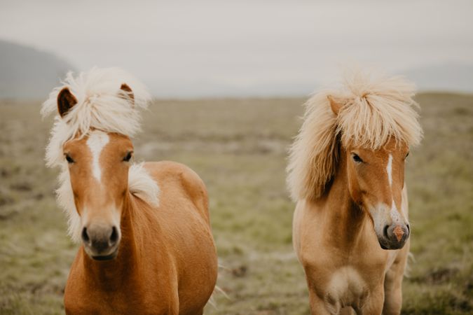 Two beautiful horses trotting in nature