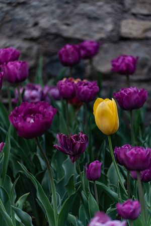 Brightly coloured tulip flowers in the spring garden