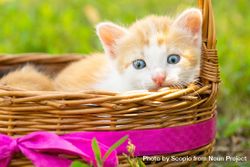 Orange tabby cat in brown woven basket bYrpd0