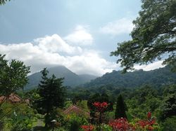 Scenic view of flowering plants and mountains against sky