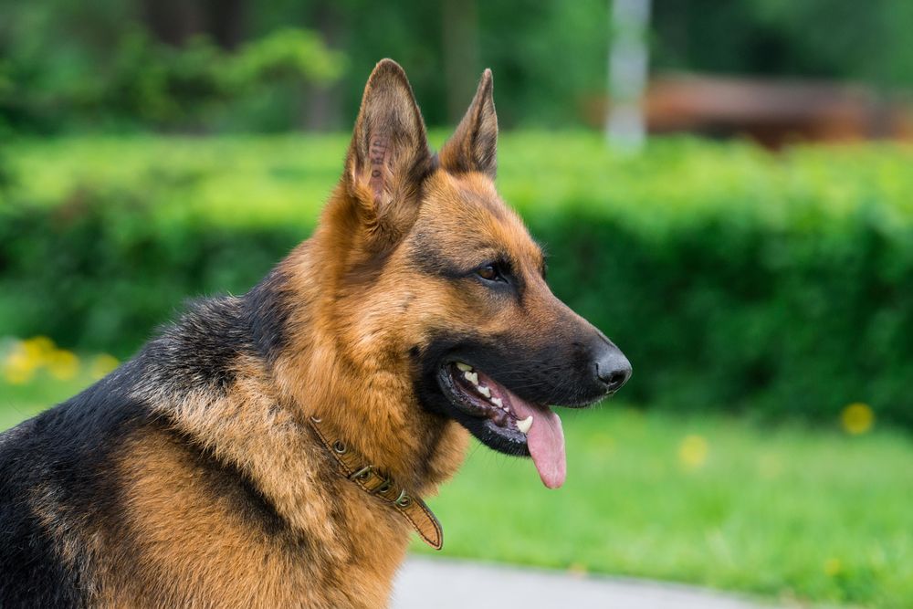 Brown German shepherd in close-up