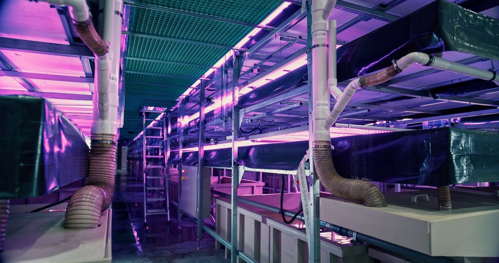 Growing Natural Plants in a Controlled Environment Agriculture at a Modern Vertical Farm with Artificial Light. Automated Indoors Garden Facility with Hydroponics System and Gene Editing Technology