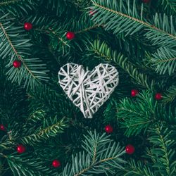 Christmas pine tree and holly branches with ornament heart