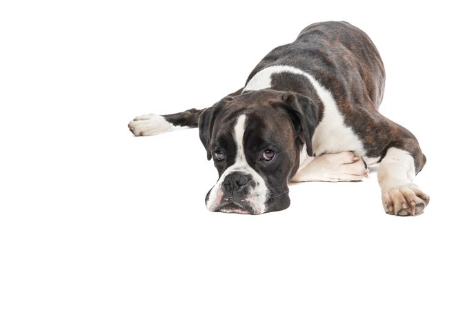 Lazy boxer dog lying down with its head on the floor isolated on a studio background