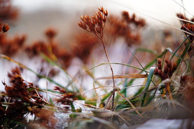 Orange flowers on meadow in winter