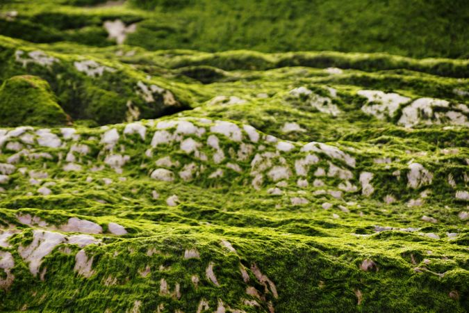 Stony hill covered with moss