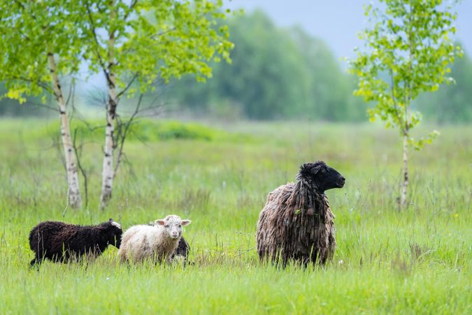 Three sheep on green grass field