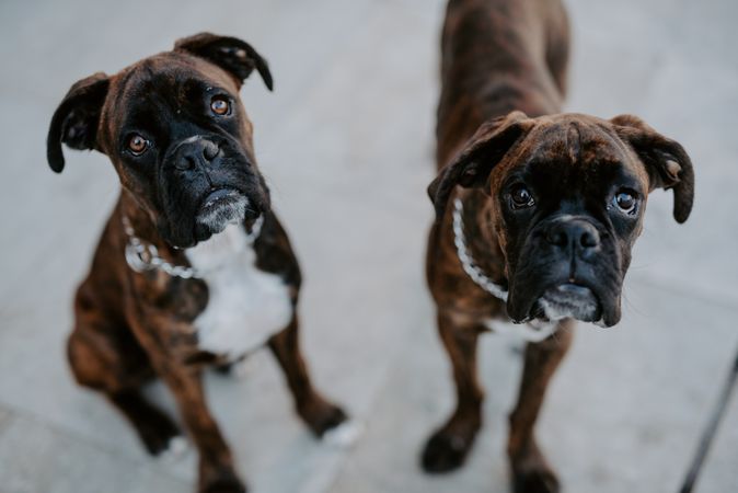 Playful cute dogs dutifully sitting on pavement