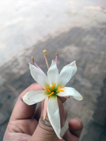 Beautiful flower held in a person's hand