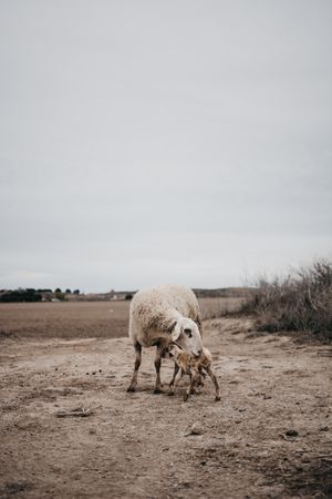 Sheep grazing in the mountain