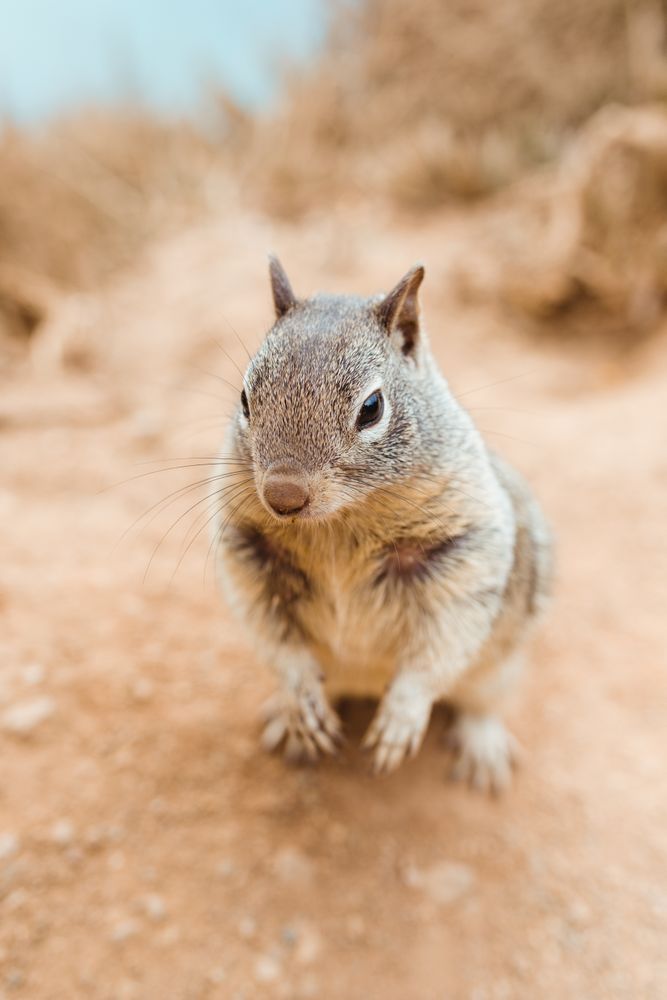 Fluffy adorable gopher on dry seashore in Big Sur , California