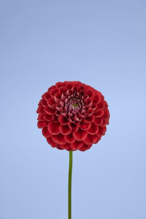 Dahlia bright red Mexican flower