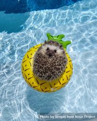 Hedgehog on pool floater in swimming pool 56zMV5