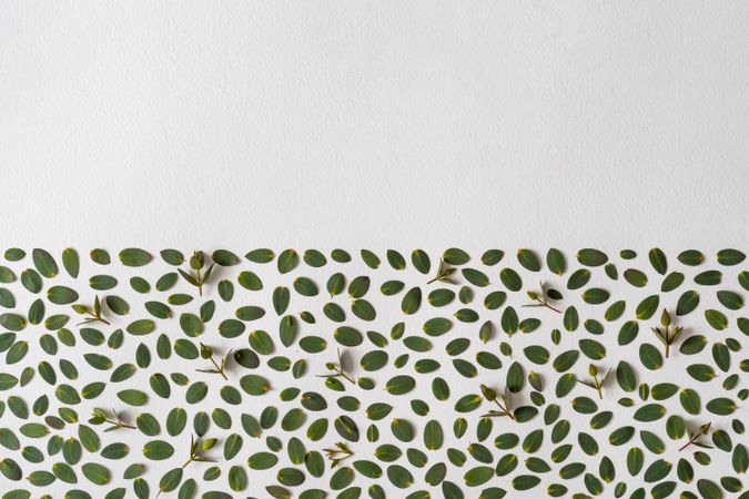 Green leaves on half of light background