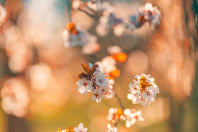 Cherry blossom flowers with selective focus at golden hour