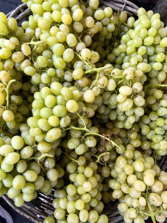 Fresh green grapes bunches, closeup of ripe fruit harvest