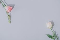 Creative flat lay composition with spring flowers and gray background