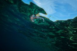 Jellyfish swimming near sea surface
