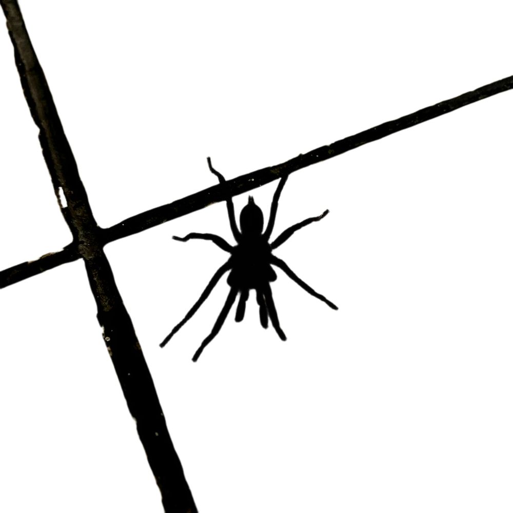 spider isolated on light background