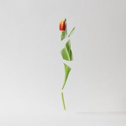 Chopped tulips on light background