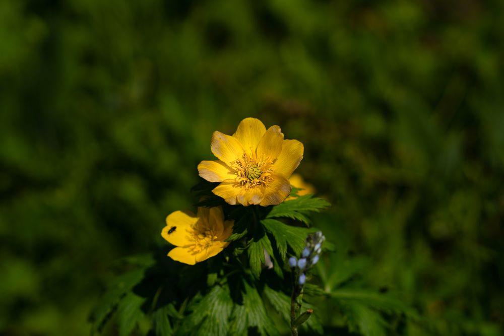 Yellow flowers blooming in lush green foliage.