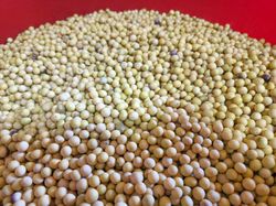 Boiling Yellow Soybeans in a Traditional Pot