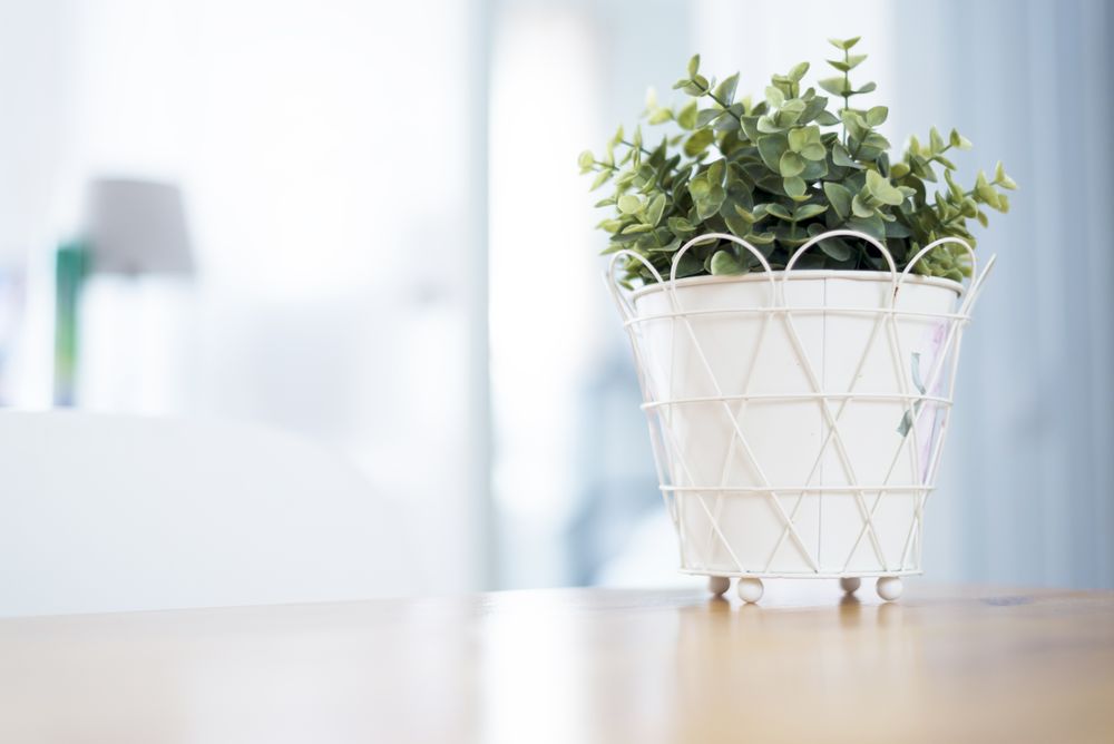 Indoor green plant into flowerpot on wooden table