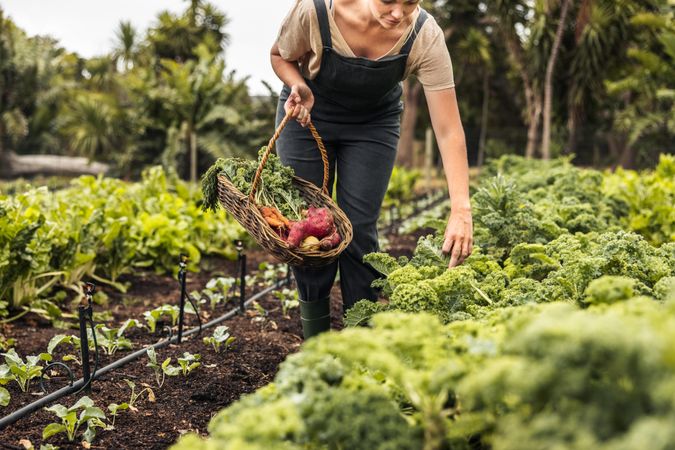 Young female gardener gathering fresh vegetables into a basket on an agricultural field