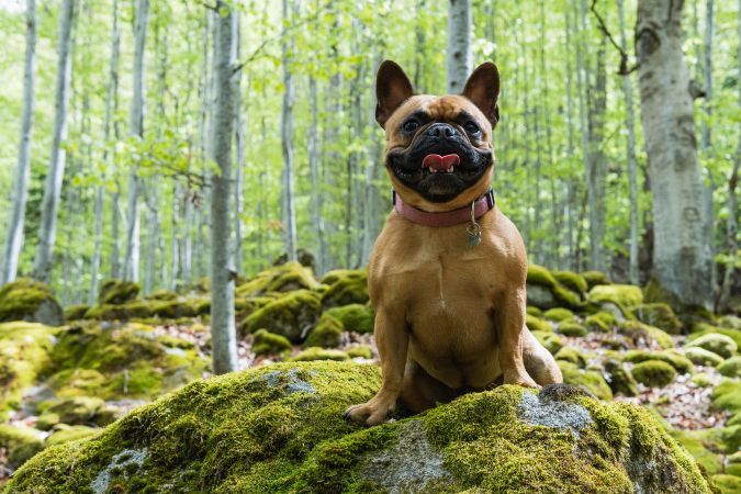 Cute French Bulldog standing in forest