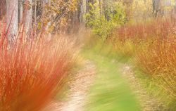 Colorful green and red grass on road